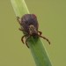 Thumbnail for March is Tick Awareness Month   