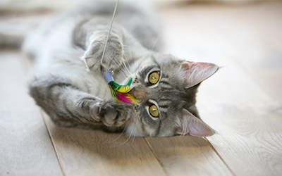 image for September is Happy Cat Month!